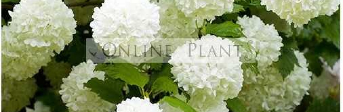 Online Online_Plants Cover Image